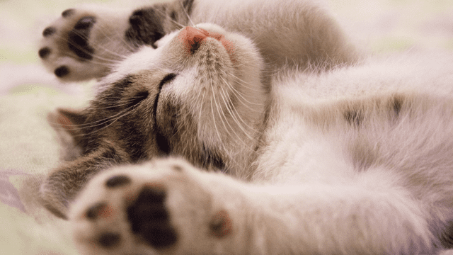 仰向けで眠る猫