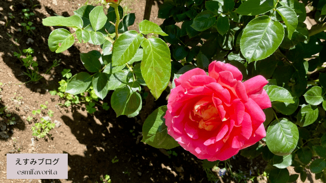 園内のバラ